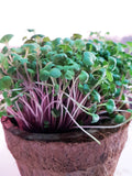 Beet Root Microgreen Seeds