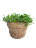 Broccoli Microgreen Seeds