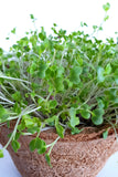 Broccoli Microgreen Seeds