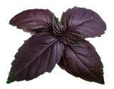 Basil Purple Seeds