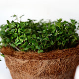 Basil Green Microgreen seeds