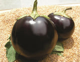 Brinjal Black Beauty