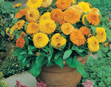 Calendula Officinalis Double Mixed Seeds