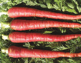 Carrot Red