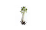 Broccoli Microgreen Seeds