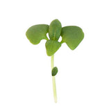 Basil Green Microgreen seeds