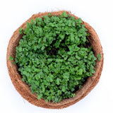 Basil Green Microgreen seeds