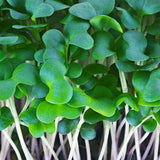 Cabbage Microgreens