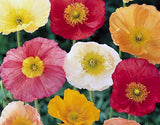California Poppy Mixed Seeds