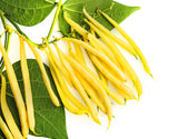 Beans Yellow Seeds
